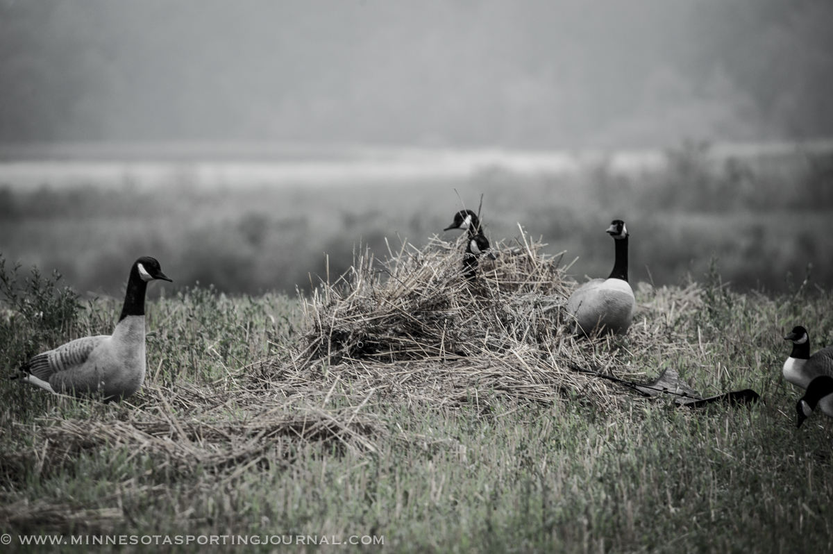 AUGUST SEASON:  EARLY GOOSE CHASE
