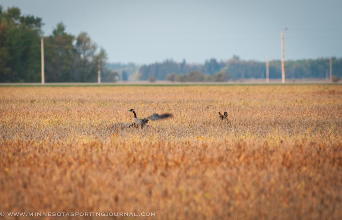 SJR | Week 517: Early Goose, Fishing Reports and Deer Season