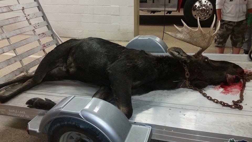 Moose Hit By Car Near Maple Lake