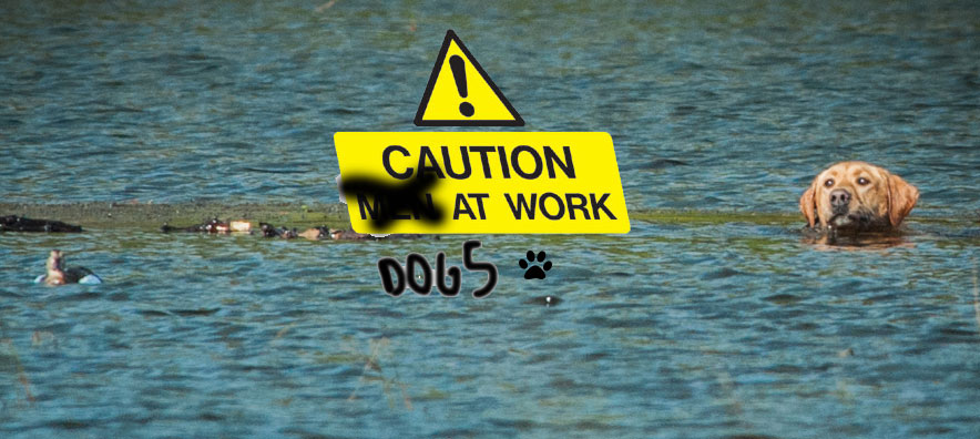 DOGS AT WORK: READER SUBMITTED PHOTOS