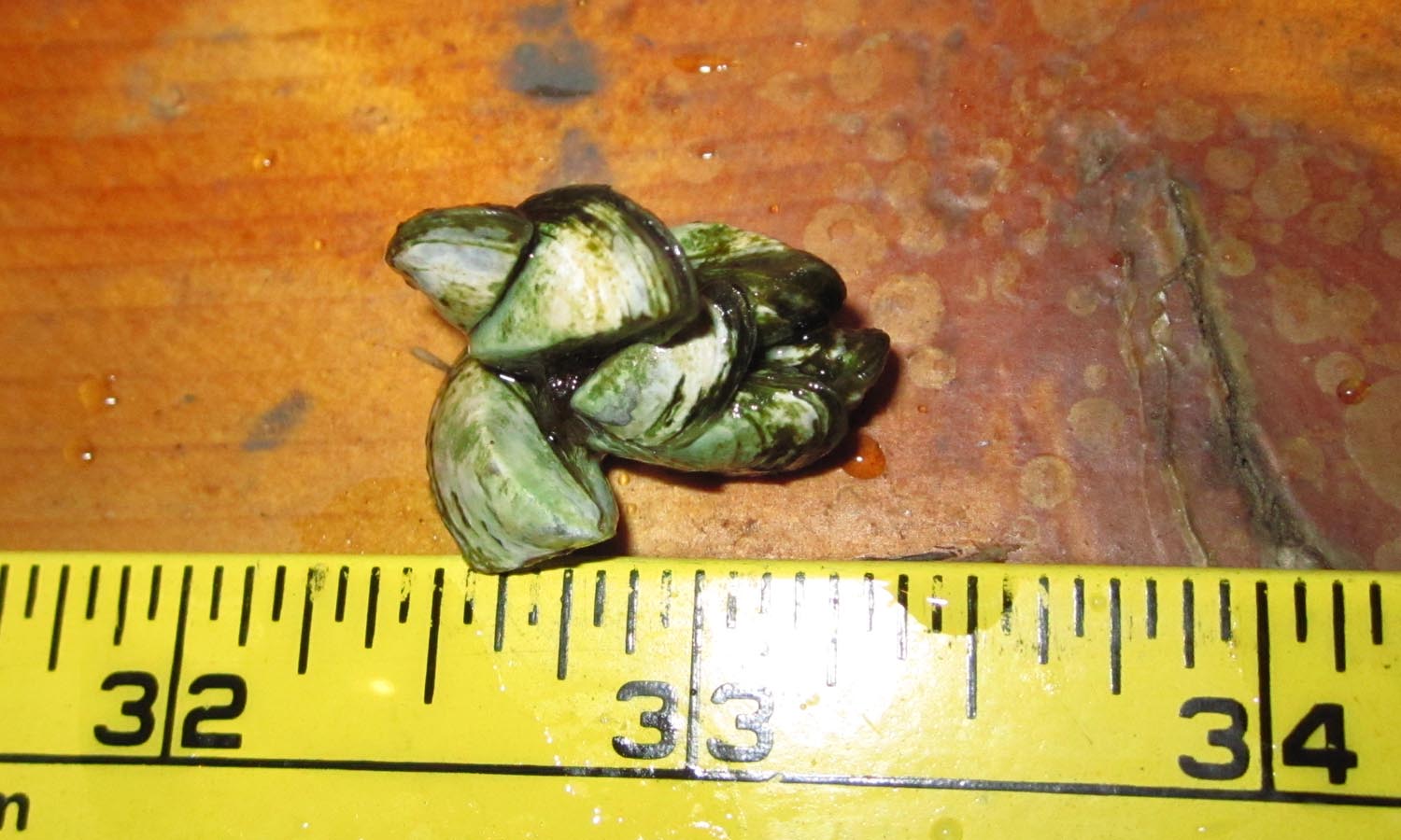 FROM THE DNR: Zebra Mussels confirmed in Fish Trap Lake in Morrison County