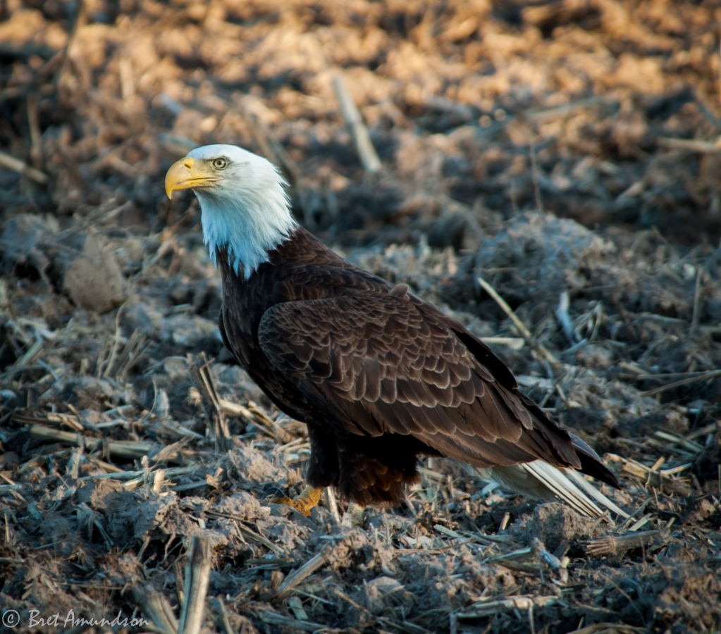 Weekly Game and Fish Violations; Ice Conditions Around The State