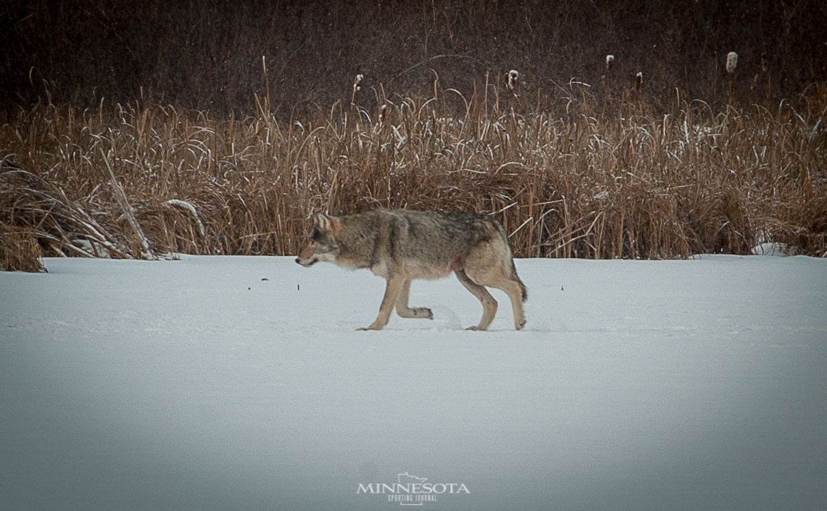 Proposed 2022 Wolf Management Plan For Wisconsin Available Now