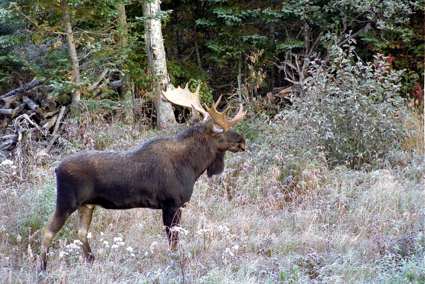 The Latest Moose Population Numbers