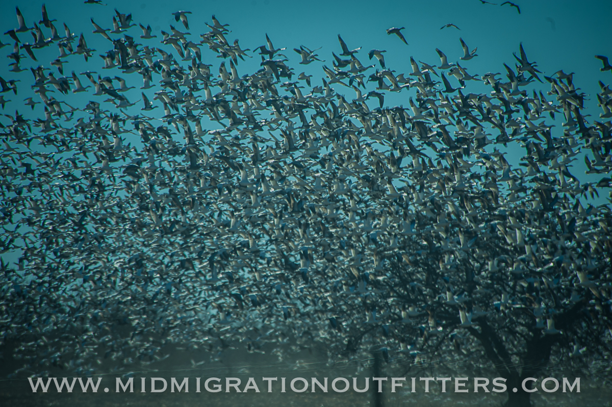 MNSJ Radio Podcast: River Monsters Comes to the Area!  Plus turkeys and snow geese