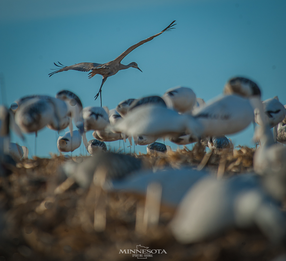 Diary Of A Snow Goose Hunter Entry:  Calling in a Sandhill Crane!