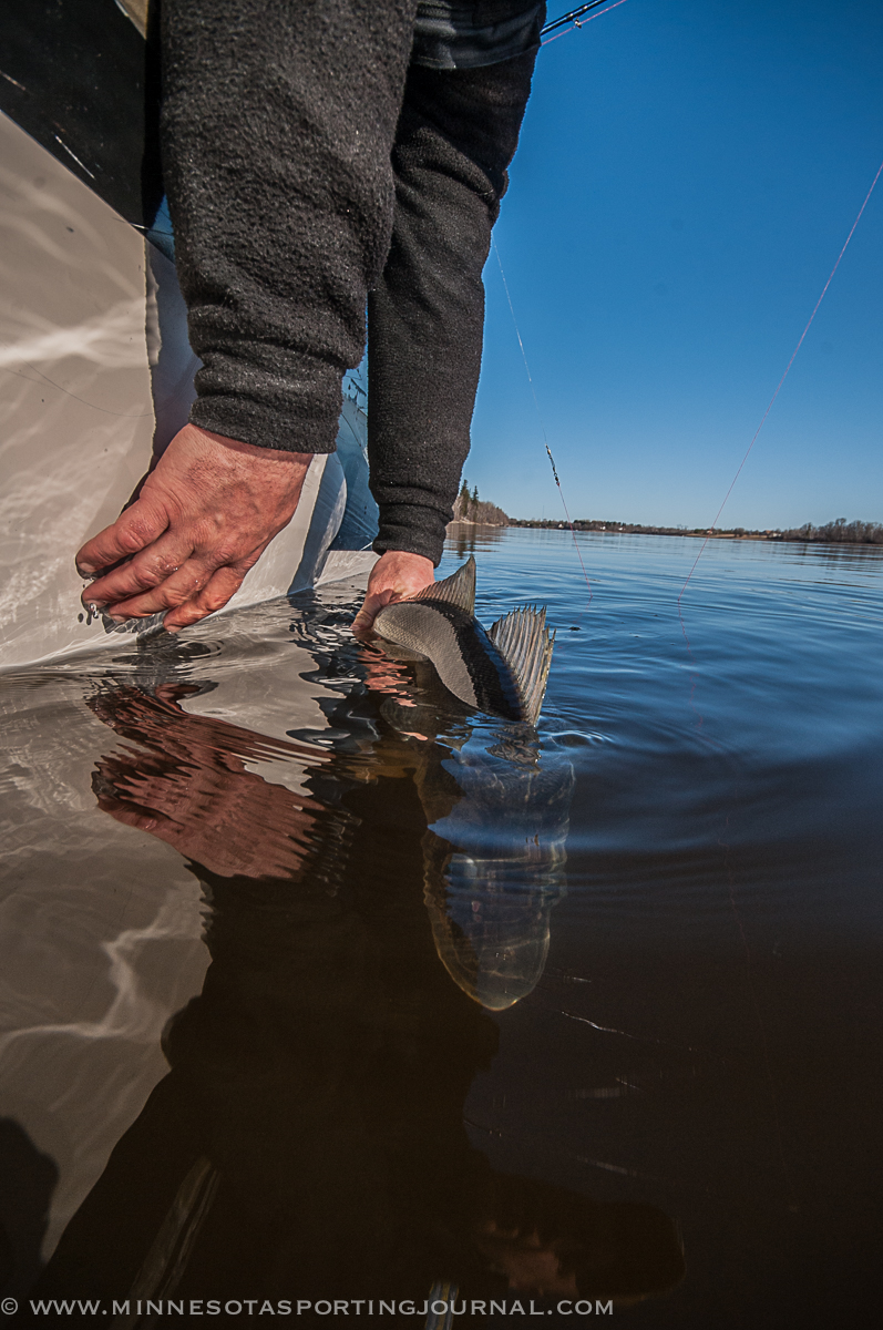 Show #358: Fishing Reports, ND Upland Bird Numbers and Mille Lacs plan