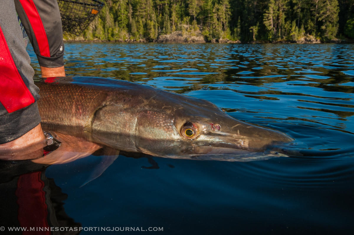 MNSJ Radio Podcast: Don Pursch Talks about River Monsters!