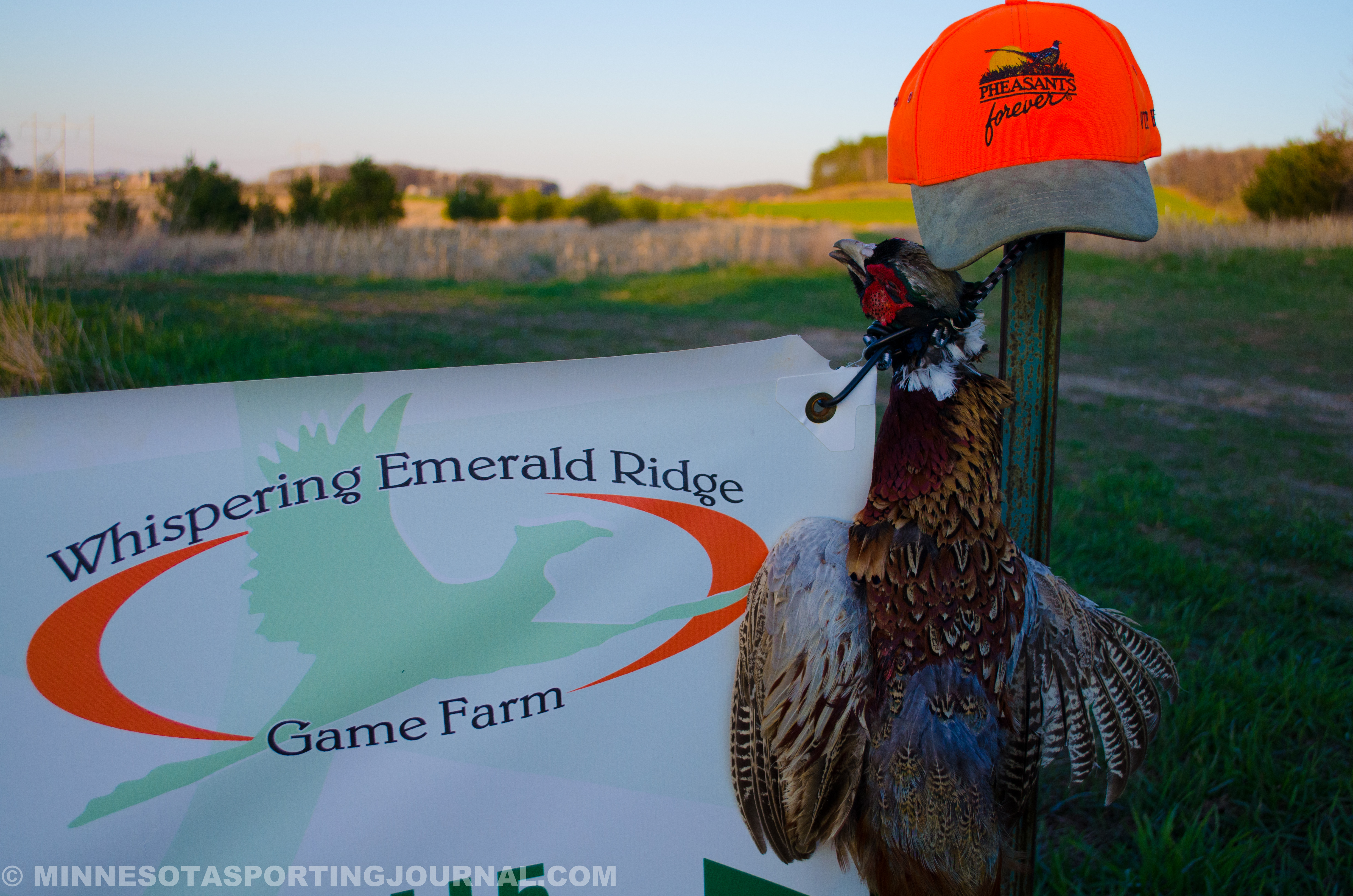Springtime Roosters: A Chance to Volunteer with Pheasants Forever