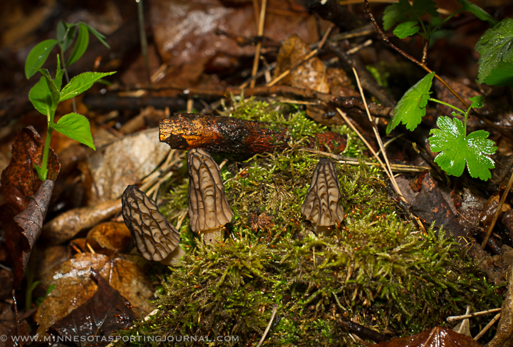HOW TO FIND MORELS – VIDEO Interview