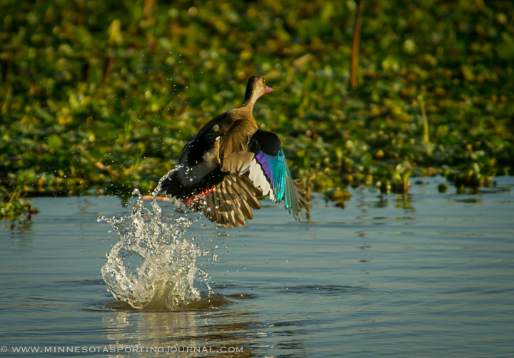The Best Duck Hunting In the World: MNSJ Radio