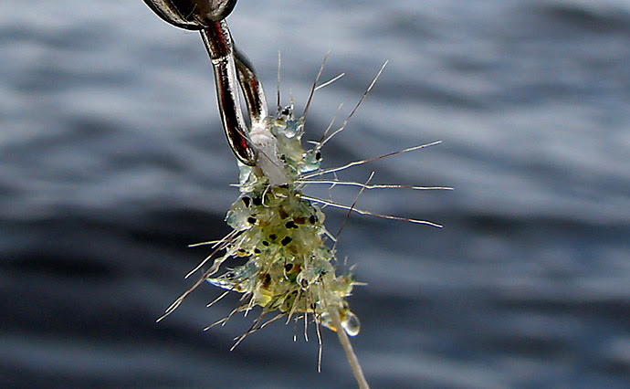 Here is the latest from the MN DNR: Spiny Waterflea and more