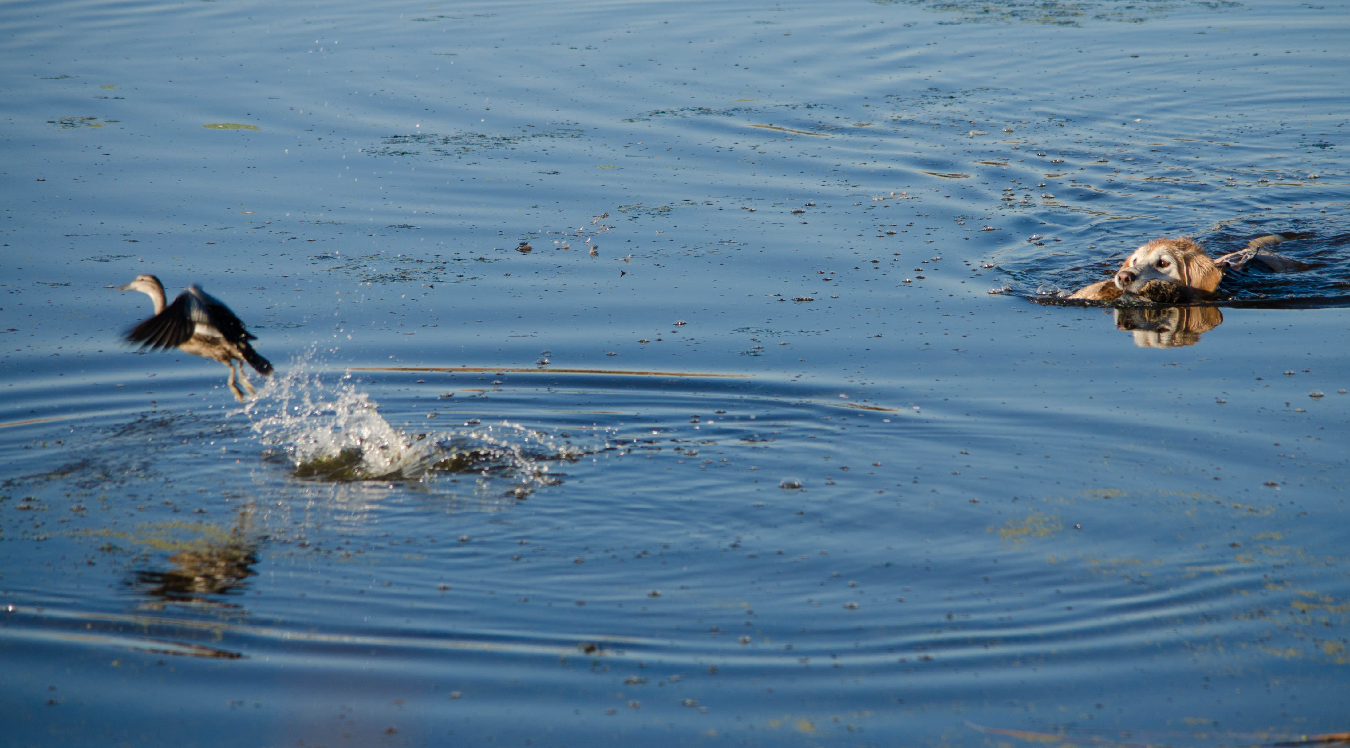 MN DUCK OPENER: Success in the Slough