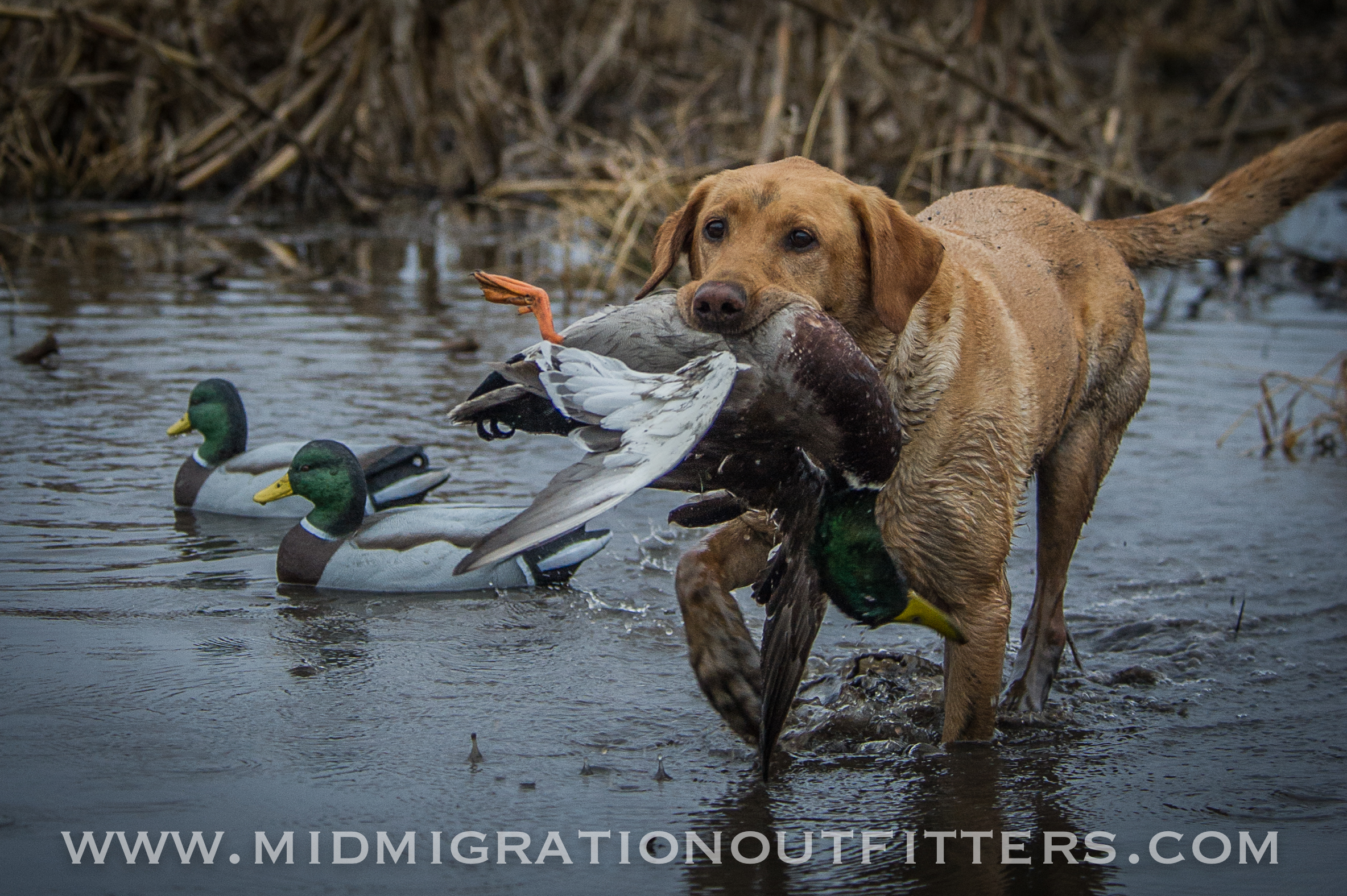 Sporting Journal Radio Podcast: From Dogs To Beer