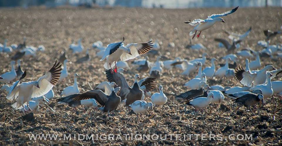SJRadio This week: ND Land Access, Fishing Reports, Snow Goose Migration and Shed Dog Tips