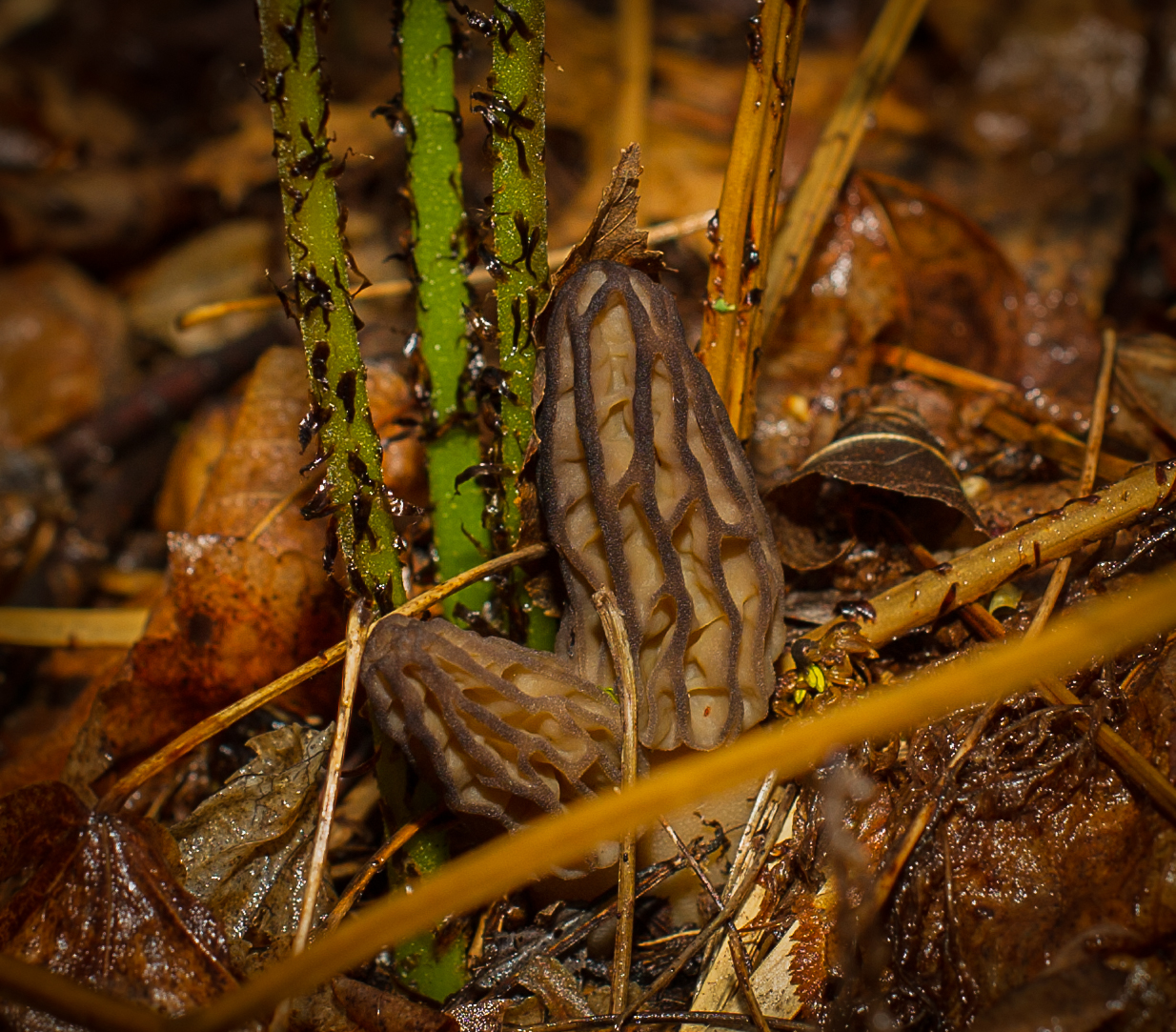 Show #348: Morels, Ramps and Walleyes