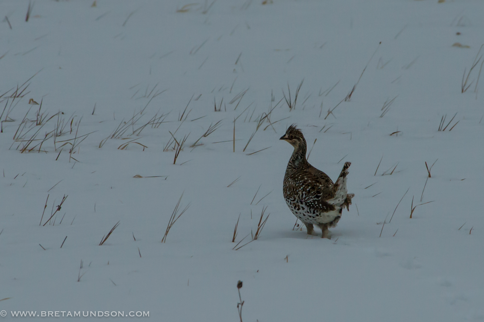 Sporting Journal Radio On Demand: Sax-Zim Bog