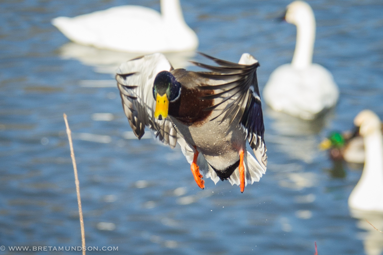 “Double Looping Process for managing waterfowl”, CWD fight in the SE, plus fishing reports on Devils Lake and Lake of the Woods.