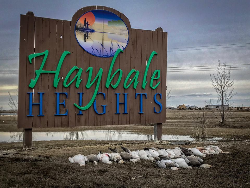 Show #345: Devils Lake Snow Geese, Rainy River Walleyes and Turkey Tactics.