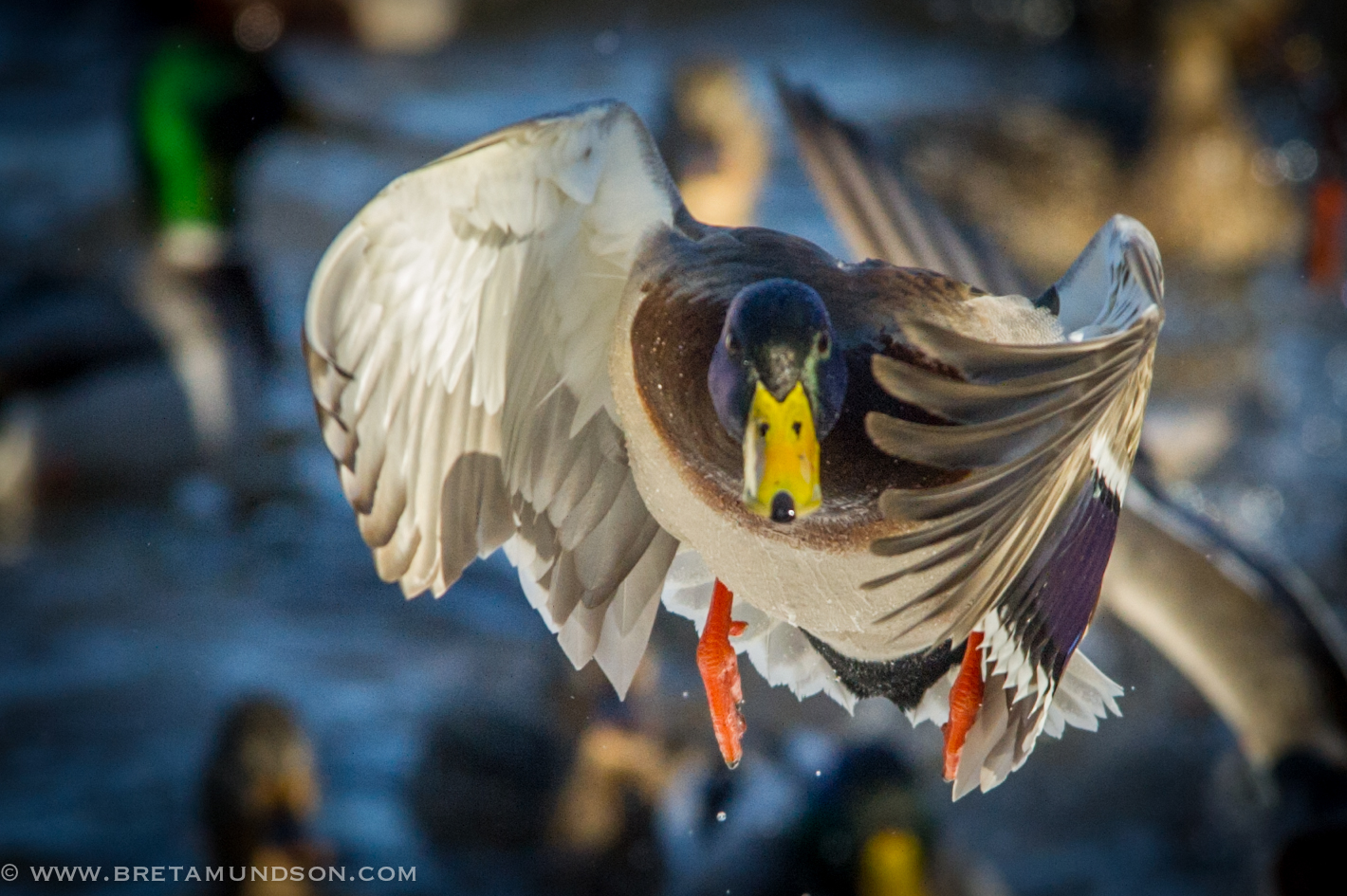 Hunting Season Dates for MN, WI and ND