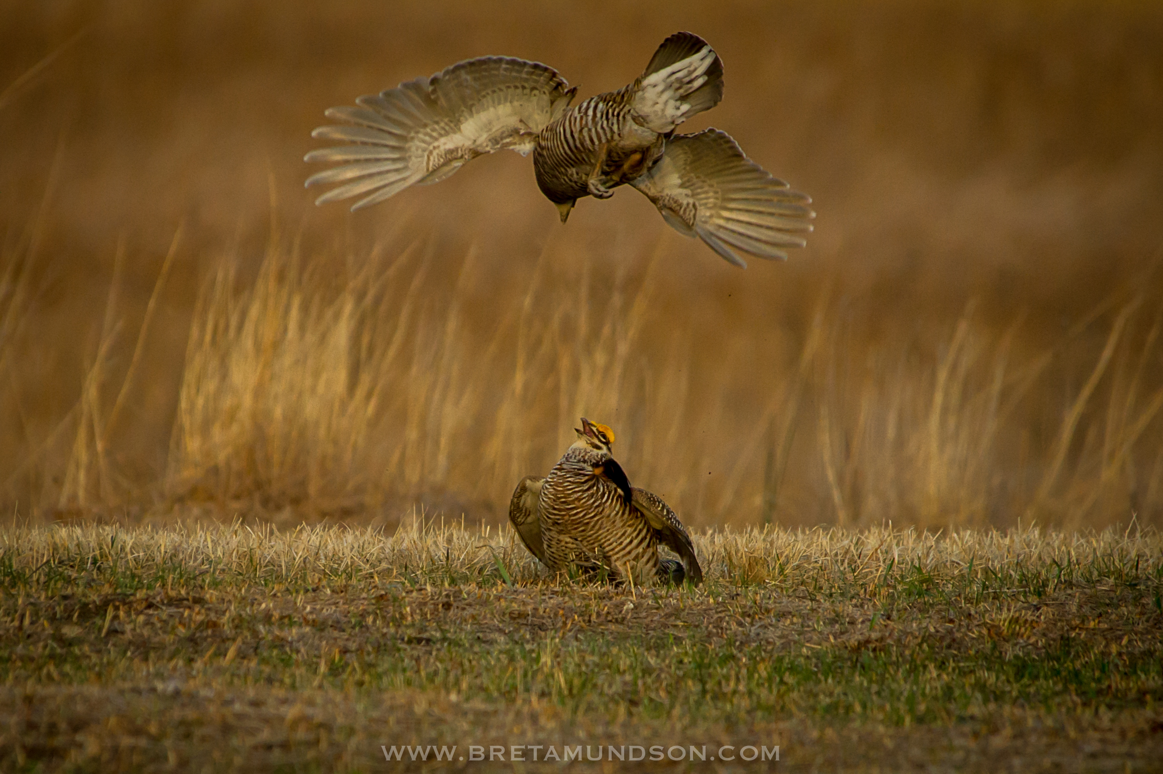 Show 346: Prairie Chicken Leks, Huge Sturgeon and Rainy River Resort Life