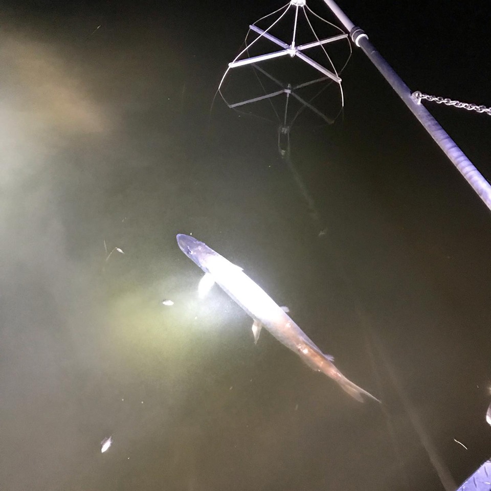 Show #349: Walleyes, Muskies and More