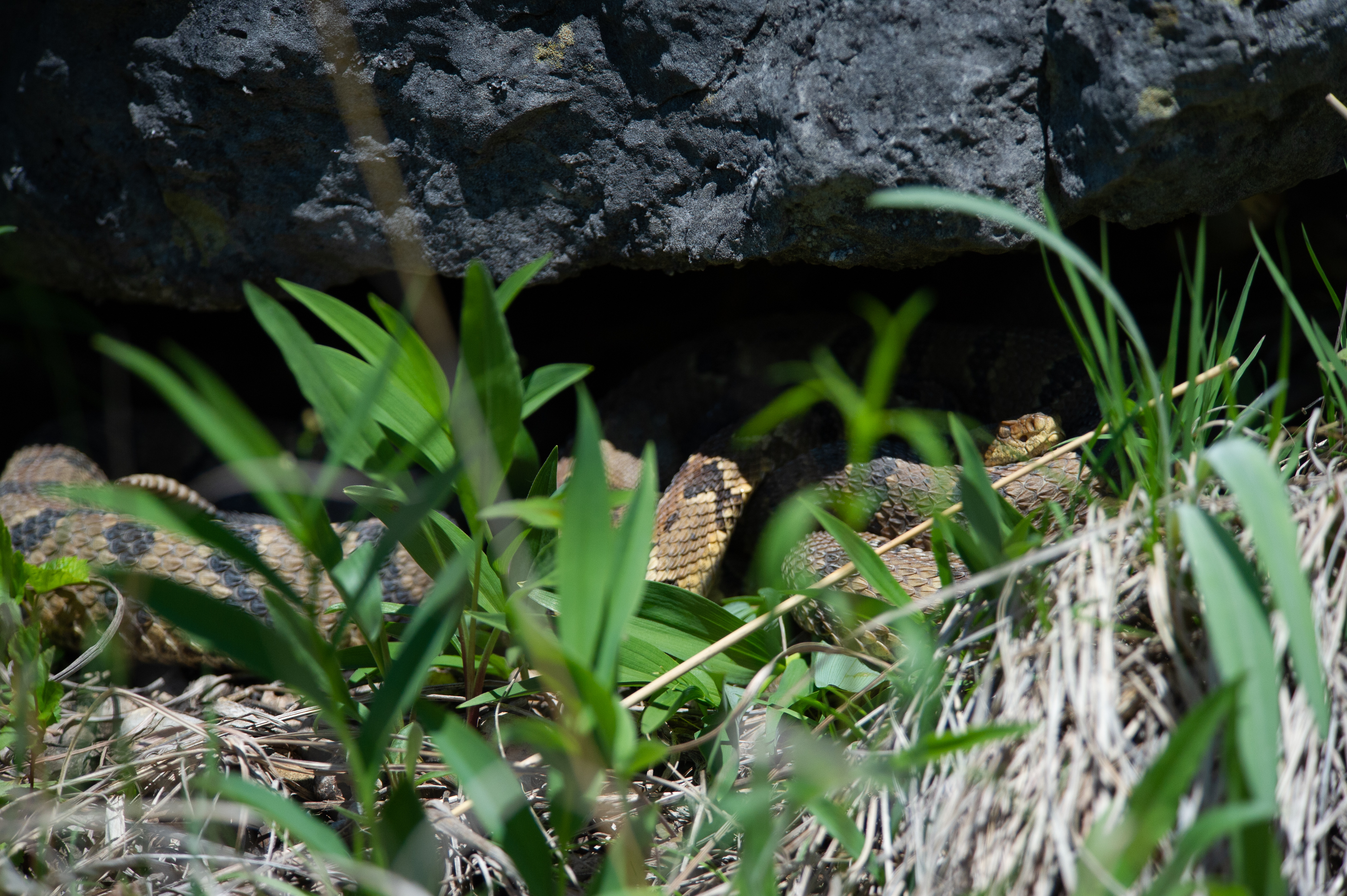 Show #351: Rattlesnakes, National Trails Day and More