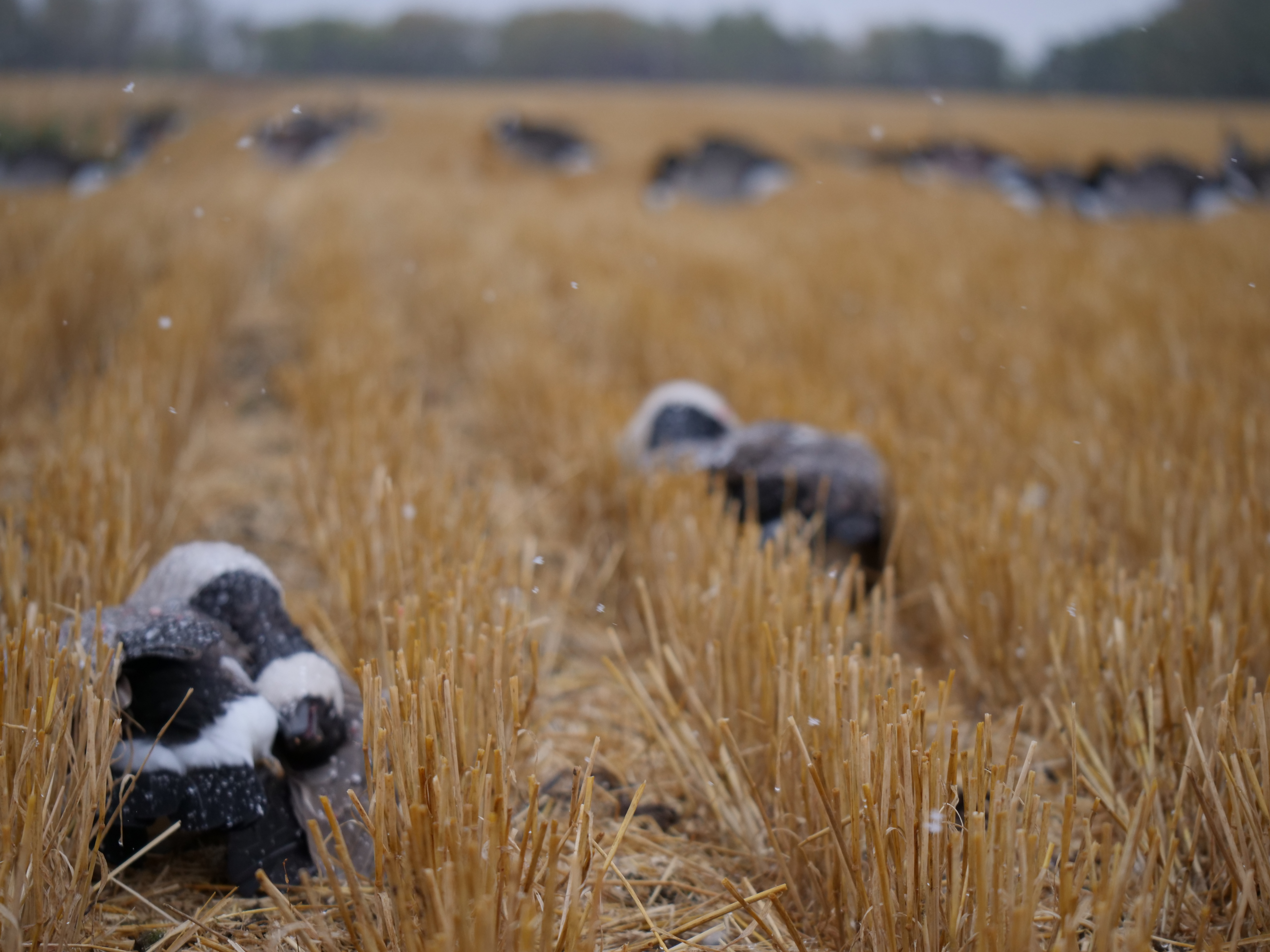 Show #369: Tobin Lake, Saskatchewan