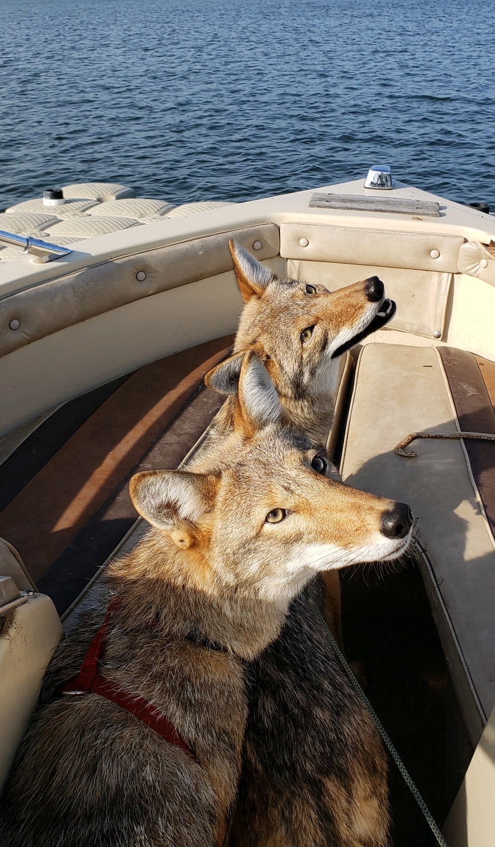 Show #381: Hunting Pheasants With Coyotes