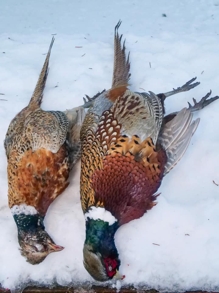 Show #382: Shooting a Hooster