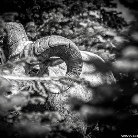 Show #391: ND Harvest Numbers for Moose, Elk and Bighorn Sheep, Sheep Transplant and New Mississippi River Walleye Regs