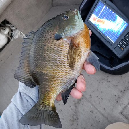 Show #402: Quality Bluegill Initiative, Lake of the Woods Plans for June 1, ND Deer License Increase