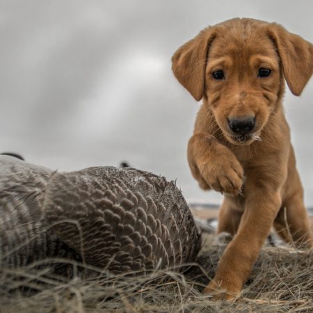 Show #8: Dog Days of Summer