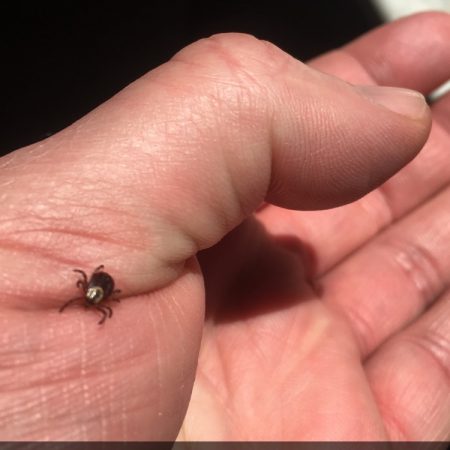 Show #416: What is Lyme Disease