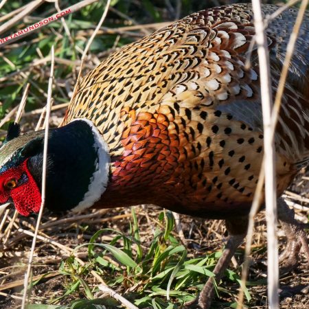 Show #7: Proposed Changes to the Pheasant Season in South Dakota – Finding Fur and Feathers
