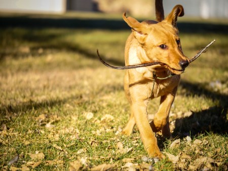 Show #434: Upland Bird Road Trips for Beginners.