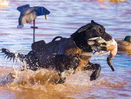 Show #438: Sitka Road Trip Pt 2: The Nodak System comes to Fowlco