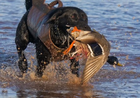 Show #17: Finding Fur and Feathers – The Sitka Whites Road Trip Comes to Fowlco