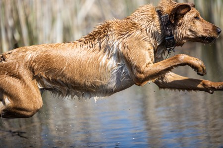 Show #456: Do-It-Yourself Dog Training with Tim Springer.