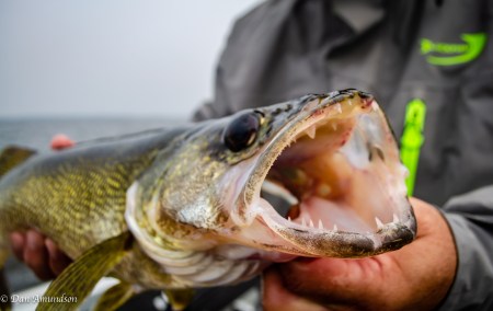 Finding Fins Show #23: Warriors and Walleyes