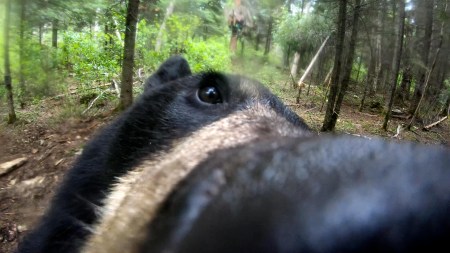 Bear Climbs Stand And Bites Hunter