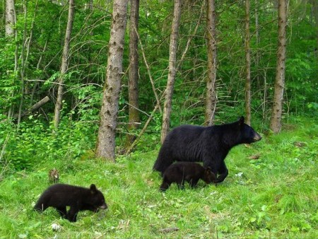 WISCONSIN: DNR Asks Public To Report Black Bear Den Locations For New Research Study