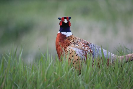 Finding Fur and Feathers Show #37: Pheasants Forever and CRP