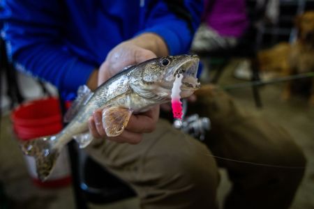 SJR | Week 493: Ice Camp