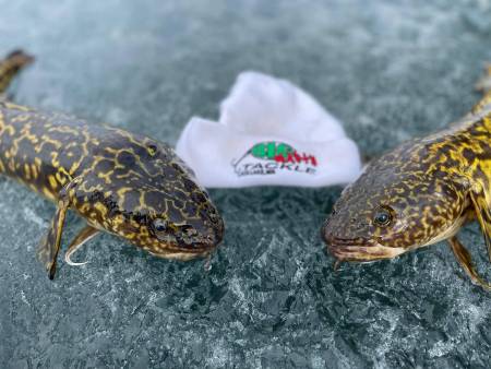 Finding Fins Show #38: Eelpout Jigs, Tullibee Tips and Fishing Pressure