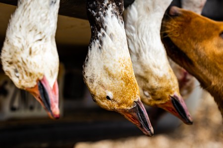 Finding Fur and Feathers Show #38: Avian Influenza Outbreak, Snow Goose Migration Report and Maple Syrup Milkshakes