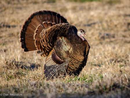 SJR | Week 499: Turkey Prep and Eating What Part of Pig??