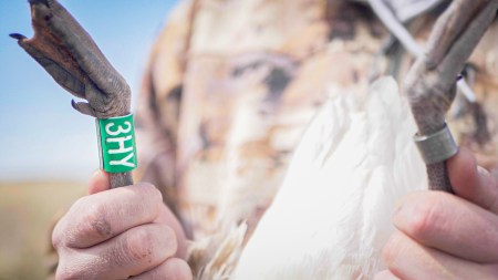 SJR | Week 502: Snow Goose Studies, Pool 4 Tips and More!