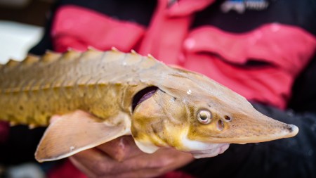 Finding Fins Show #41: Cleaning Up our Waterways, Devils Lake Update and Sturgeon Report