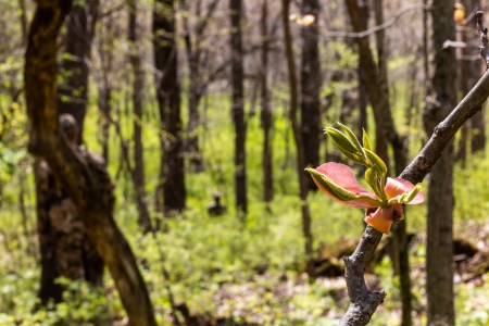 SJR | Week 506: Treating Ticks